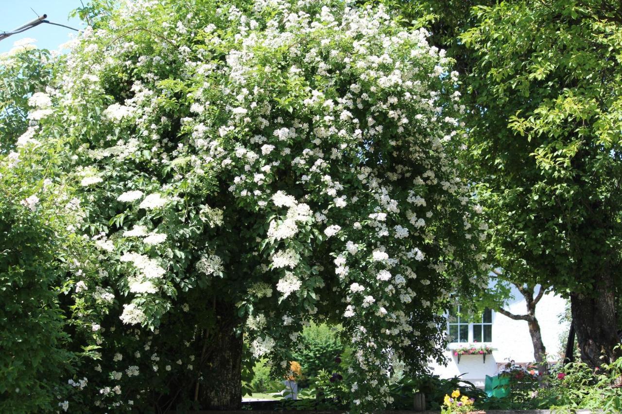 Fetznhof-Zuhaus Villa Grassau  Dış mekan fotoğraf